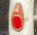 ���� ������ S-11